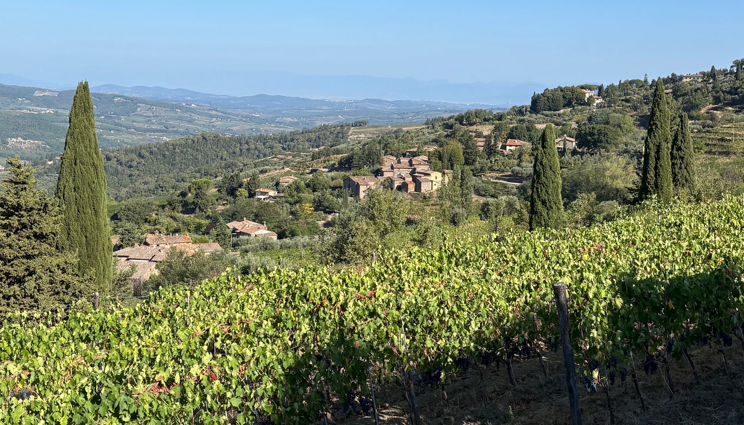 Tuscan hillside vineyard landscape with Sangiovese vines in foreground, characteristic cypress trees, and hillside village buildings in middle distanc