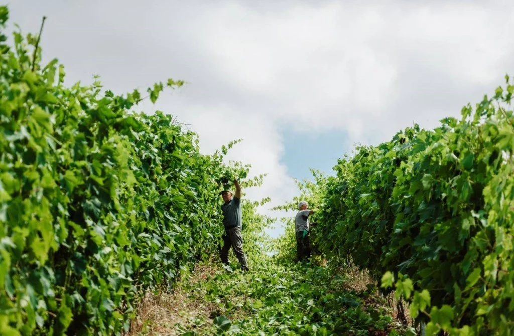 Azienda Agricola Podere Il Sassolo