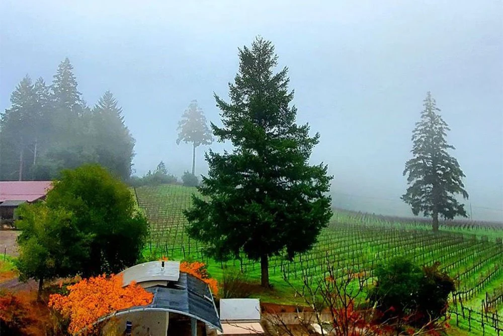 Thomas T. Thomas Vineyards
