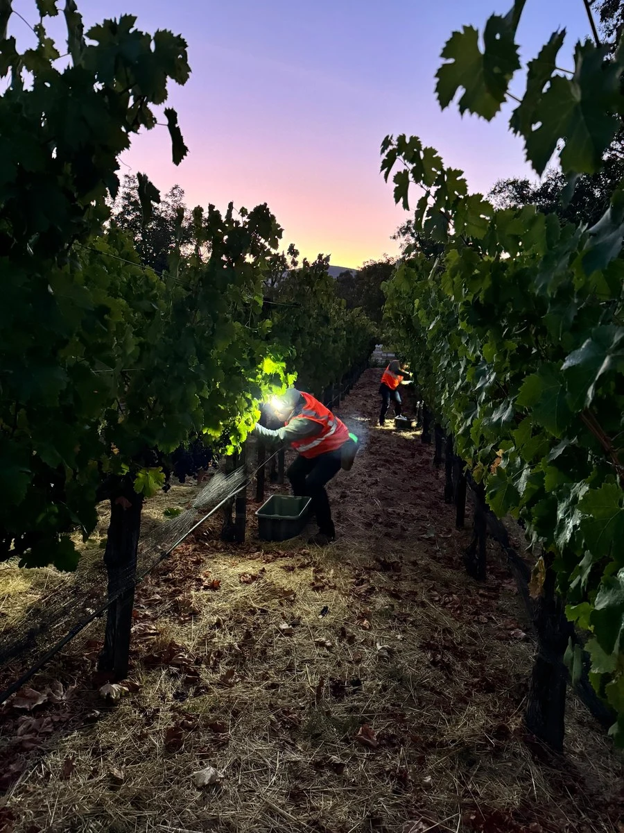 Two workers in high-visibility vests harvest grapes in a vineyard at dawn, illuminated by headlamps, with a colorful sky.