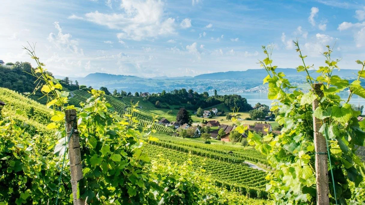 Bindella Weinbau-Weinhandel AG