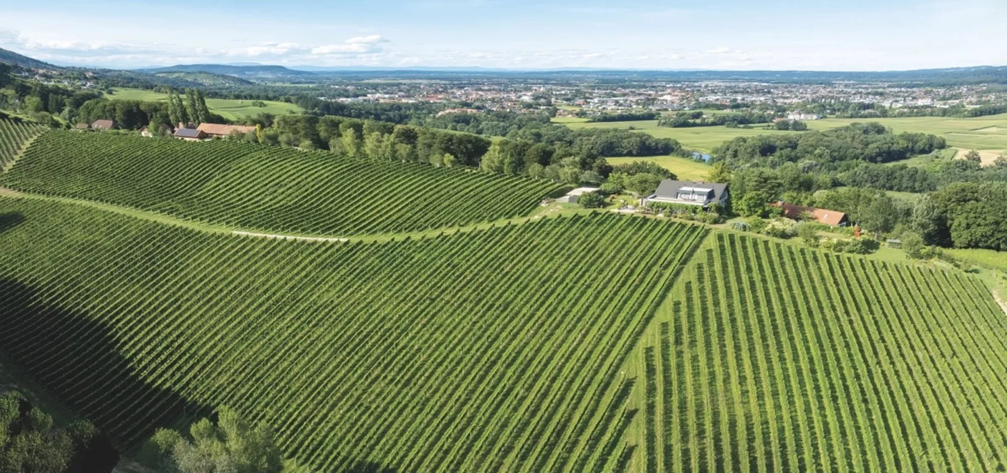 Weingut Kodolitsch