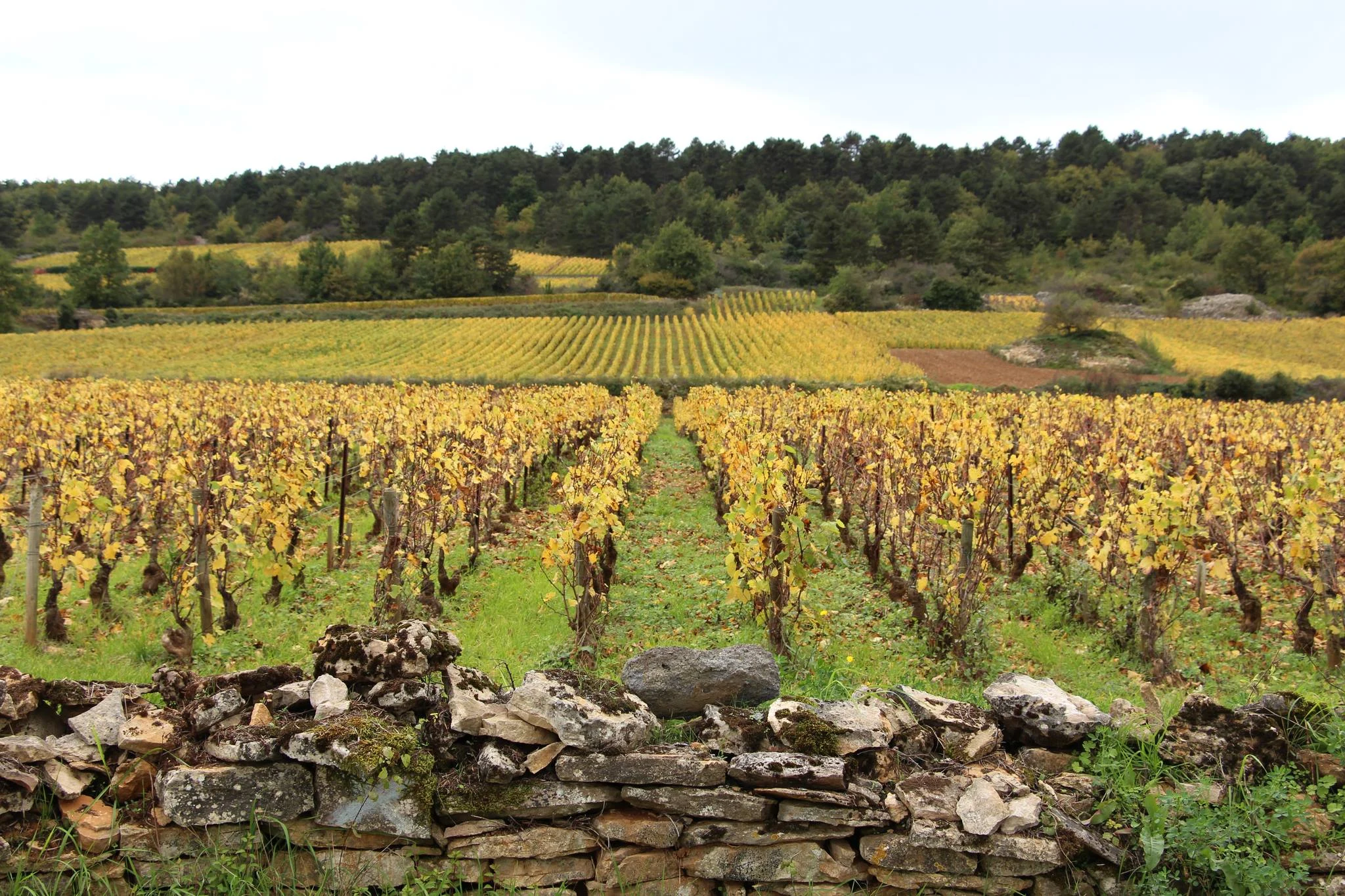 Domaine Jean-Noël Gagnard