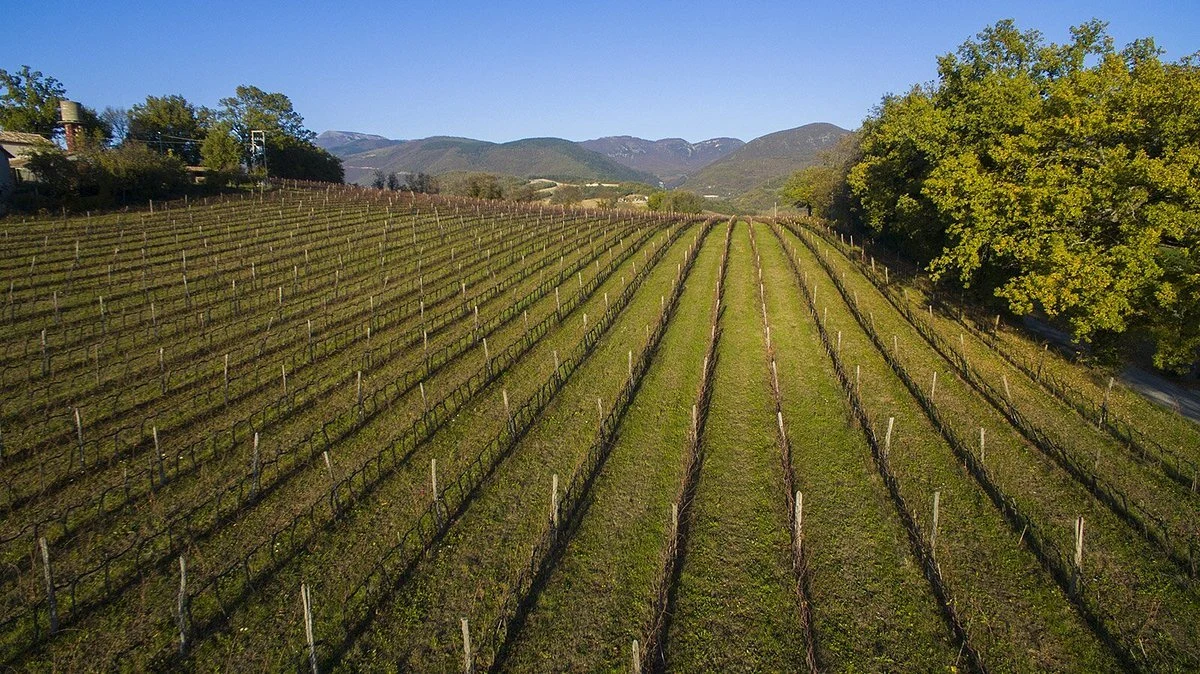 Cantine Belisario