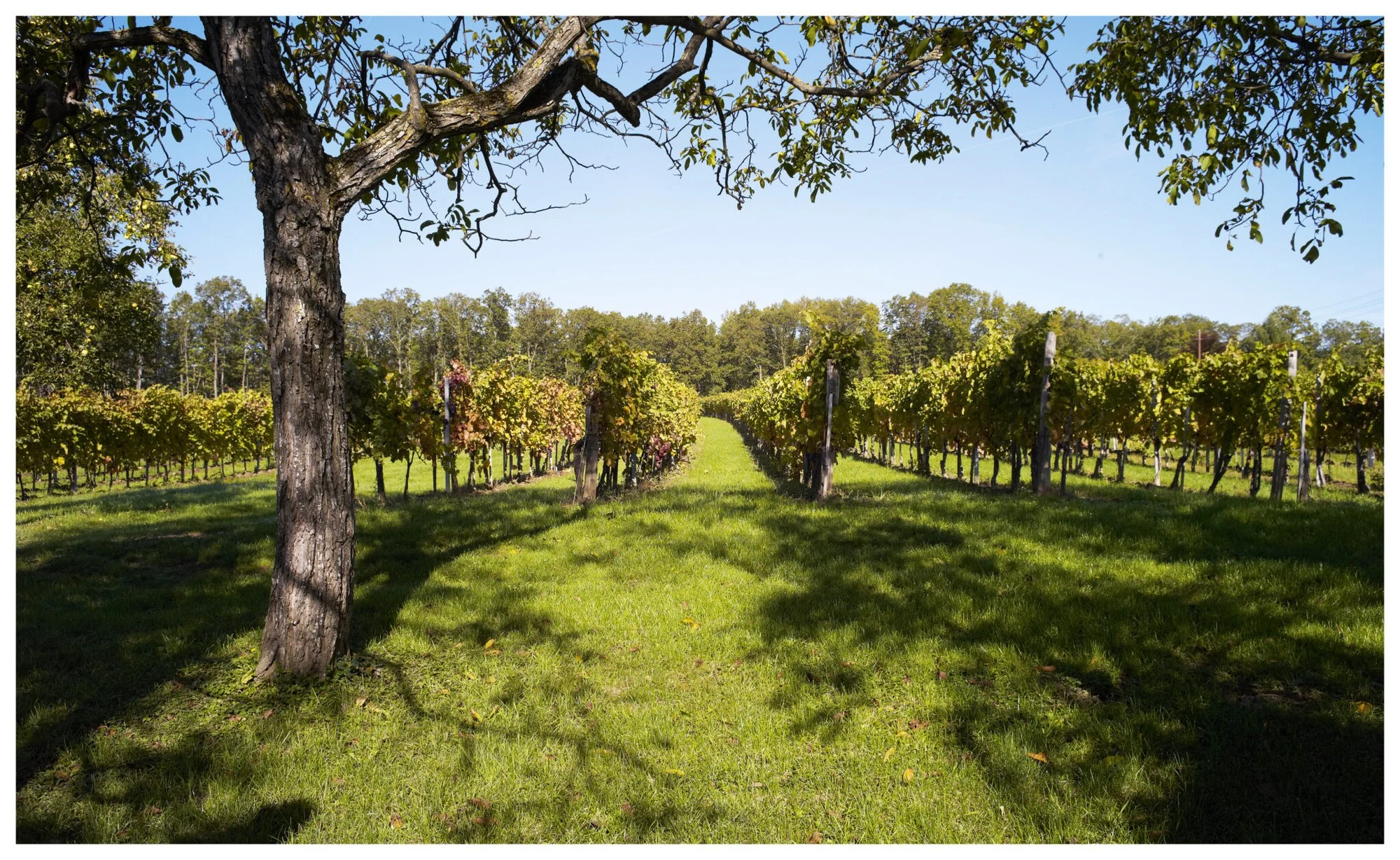 Weingut Gerald Unger