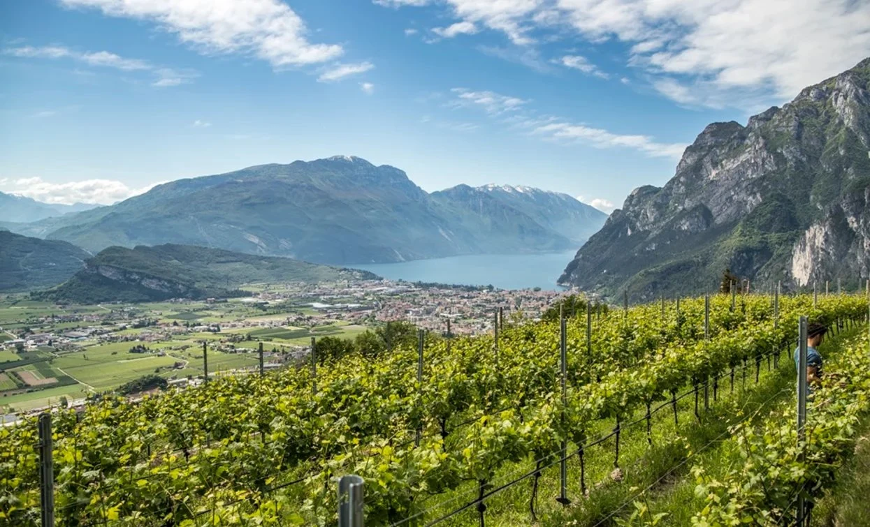 Cantina Furletti
