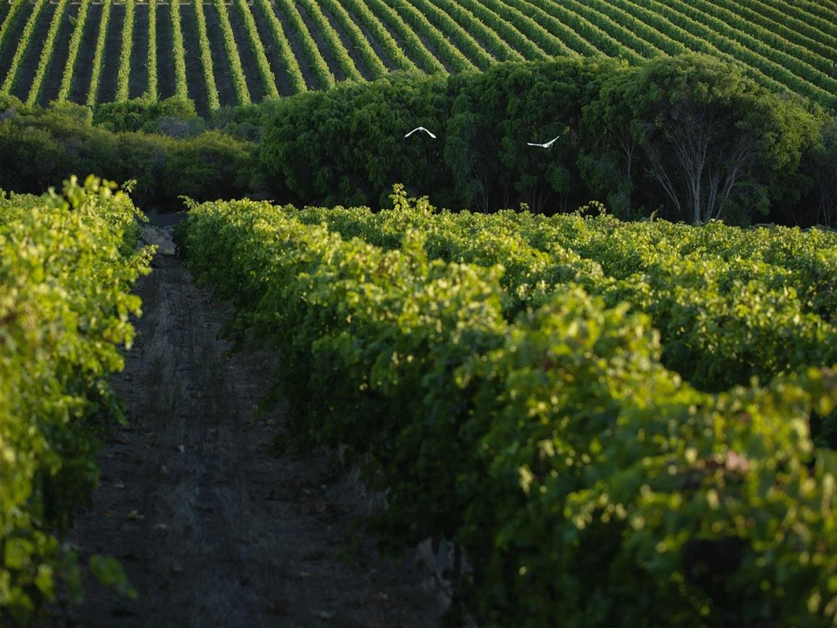 Higher Plane Wines
