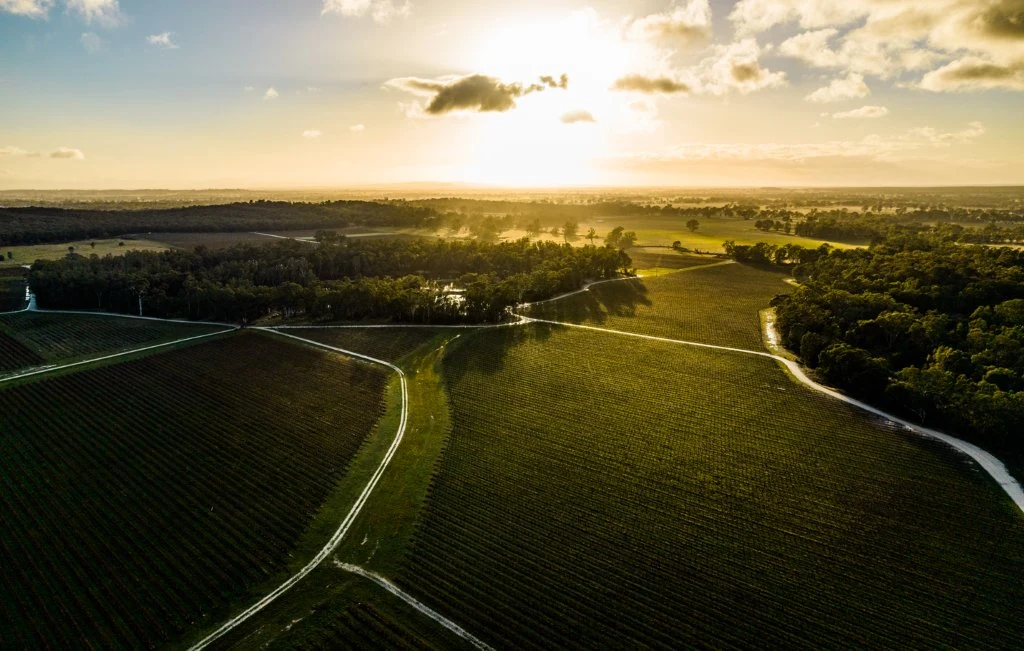 Lenswood Vineyard