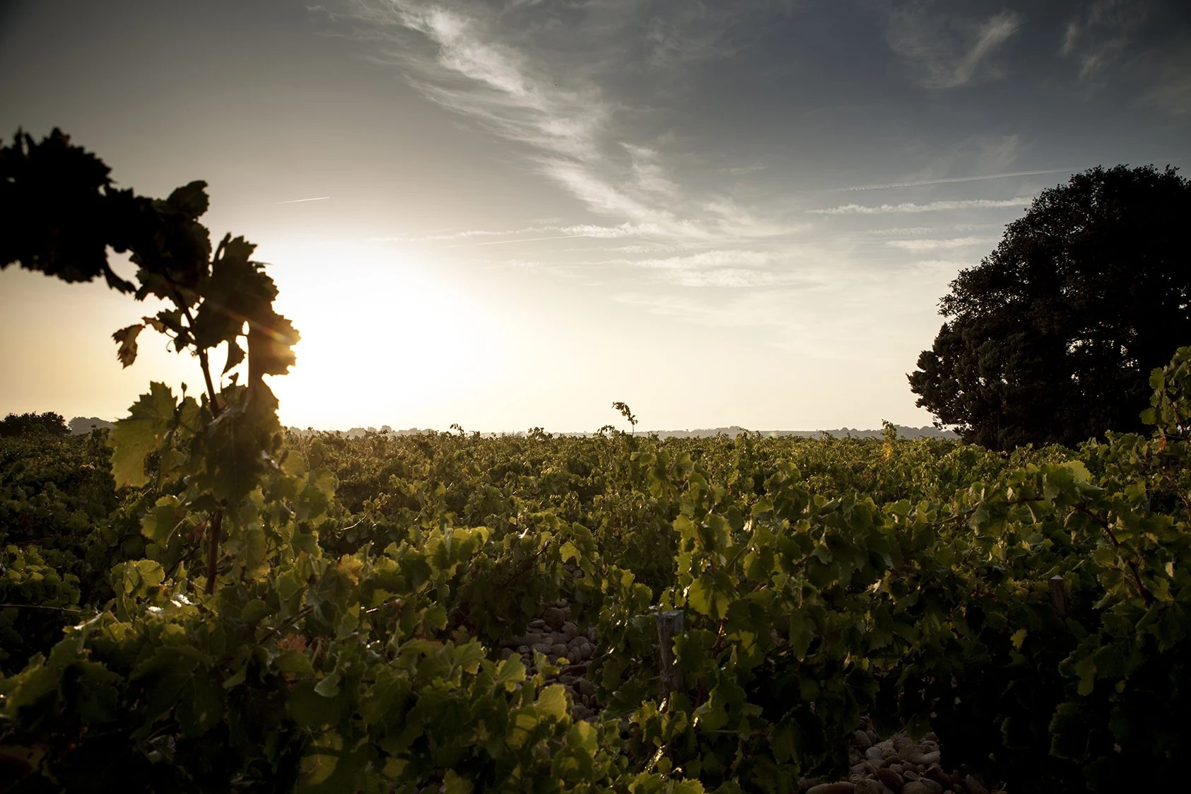 Domaine de la Cote de l'Ange
