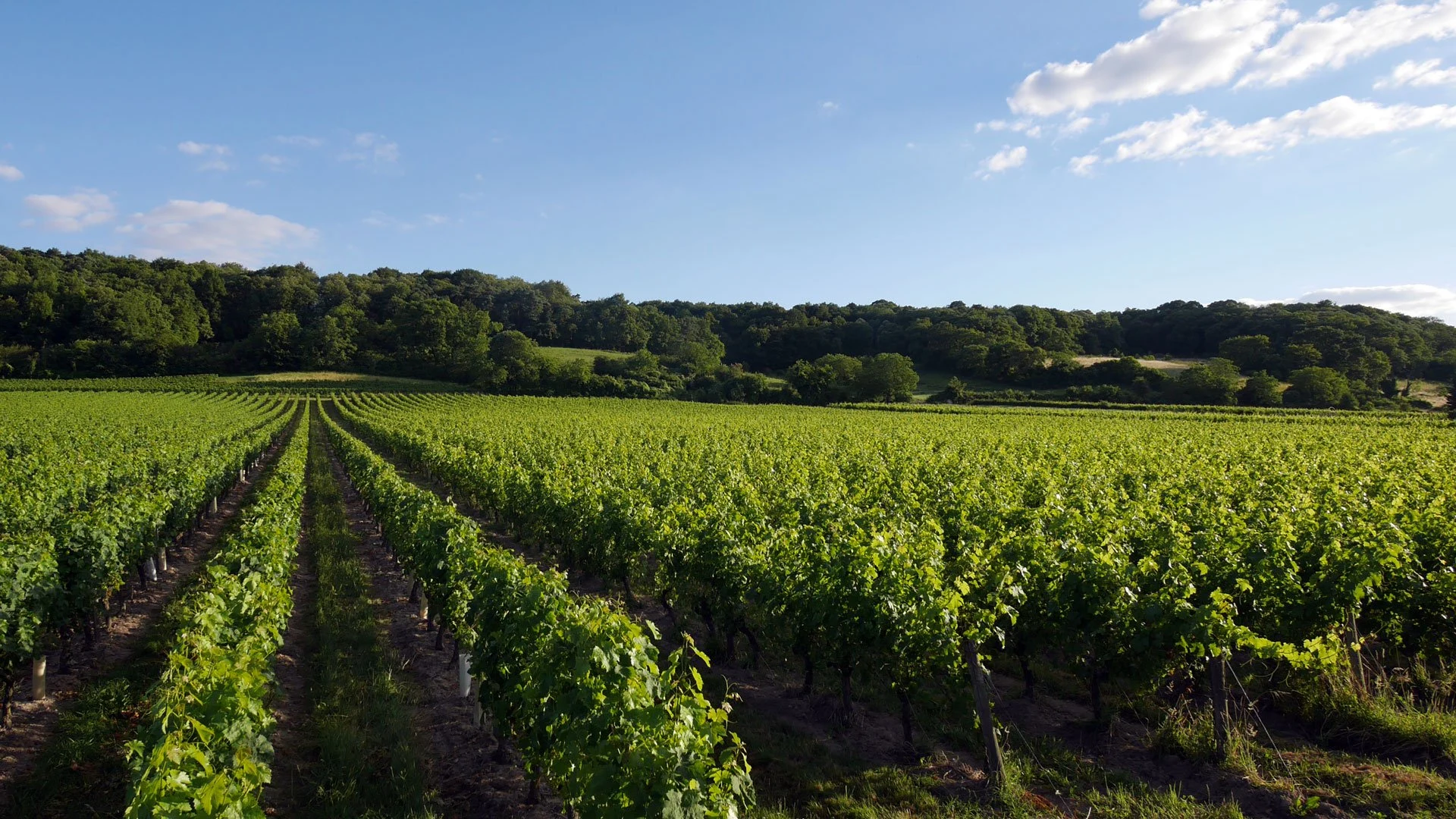 Domaine d’Orfeuilles