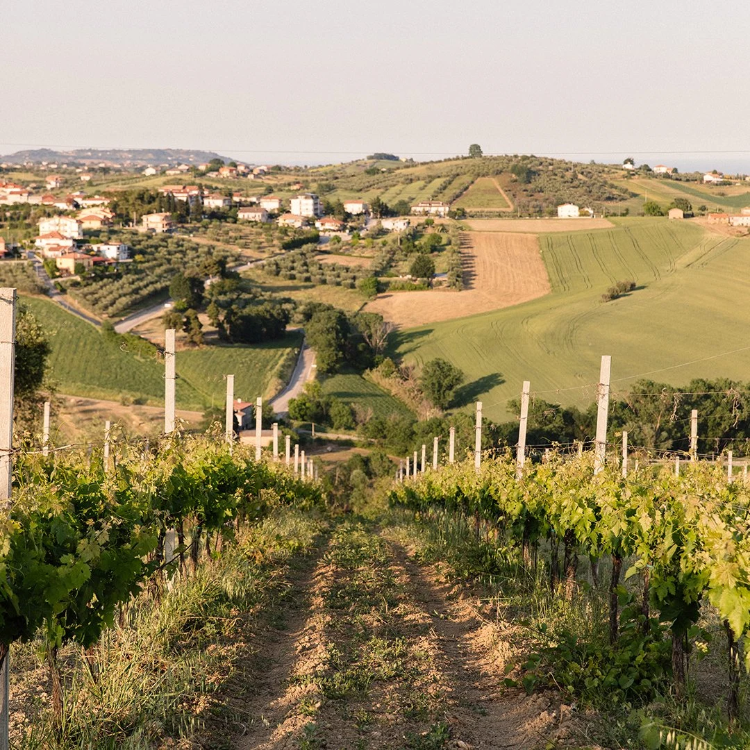 Cantina Strappelli