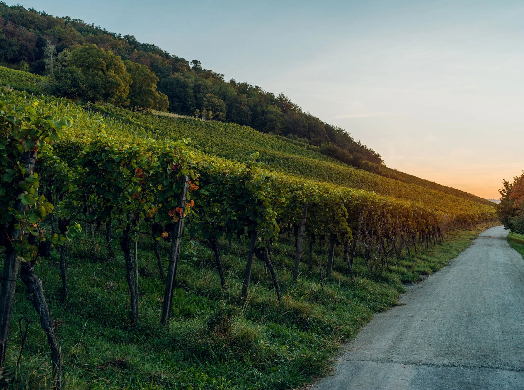 Adrians Weingut