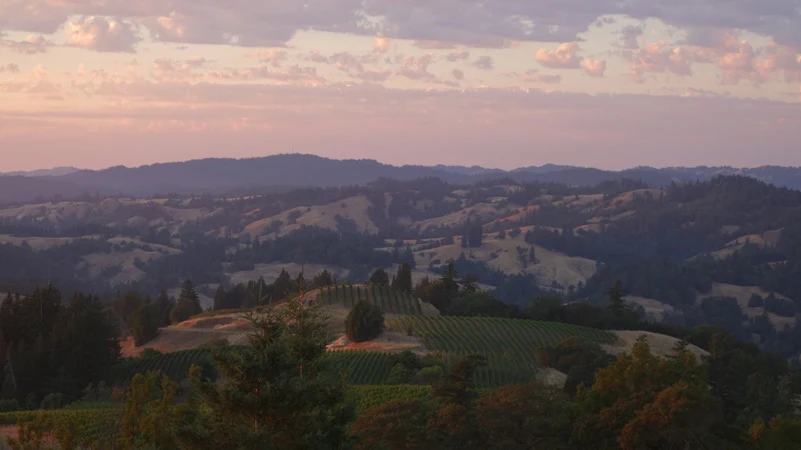 Hirsch Vineyards' West Ridge, a rolling landscape transformed from sheep ranch to planted vineyard.