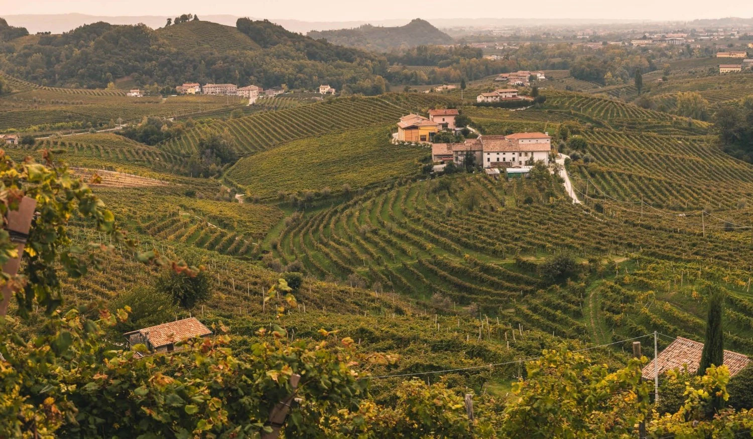 Bellussi