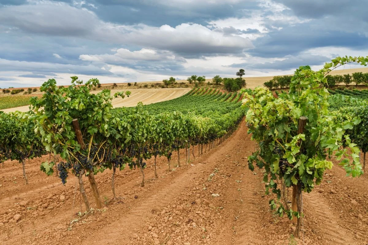Bodegas y Viñedos de Cal Grau