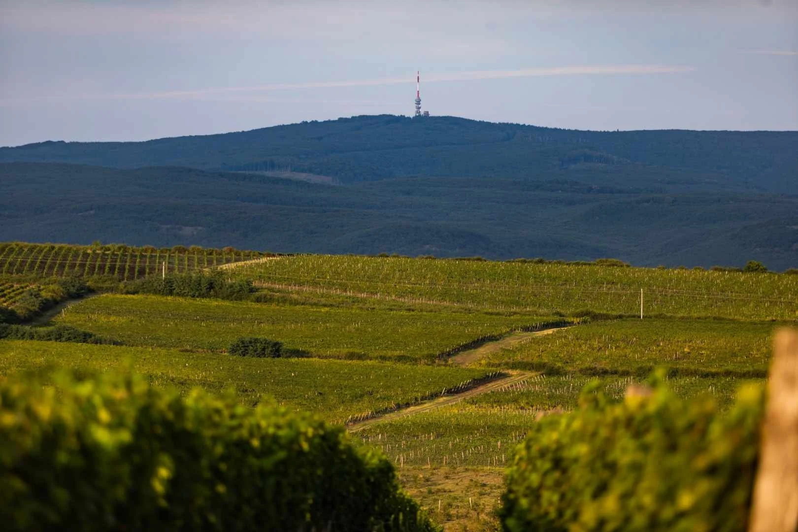 Szőlőskert Pincészet (Mátra)