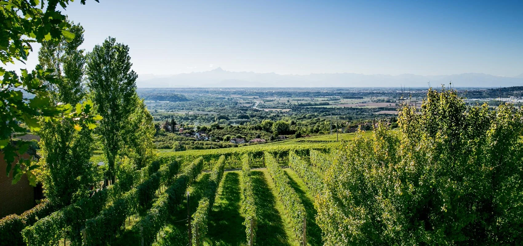 Bosio Family Estates