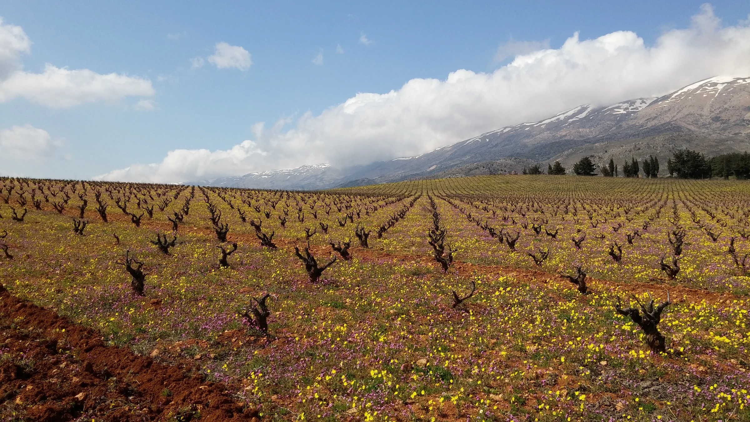 Château Kefraya