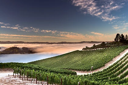 Peter Michael Winery