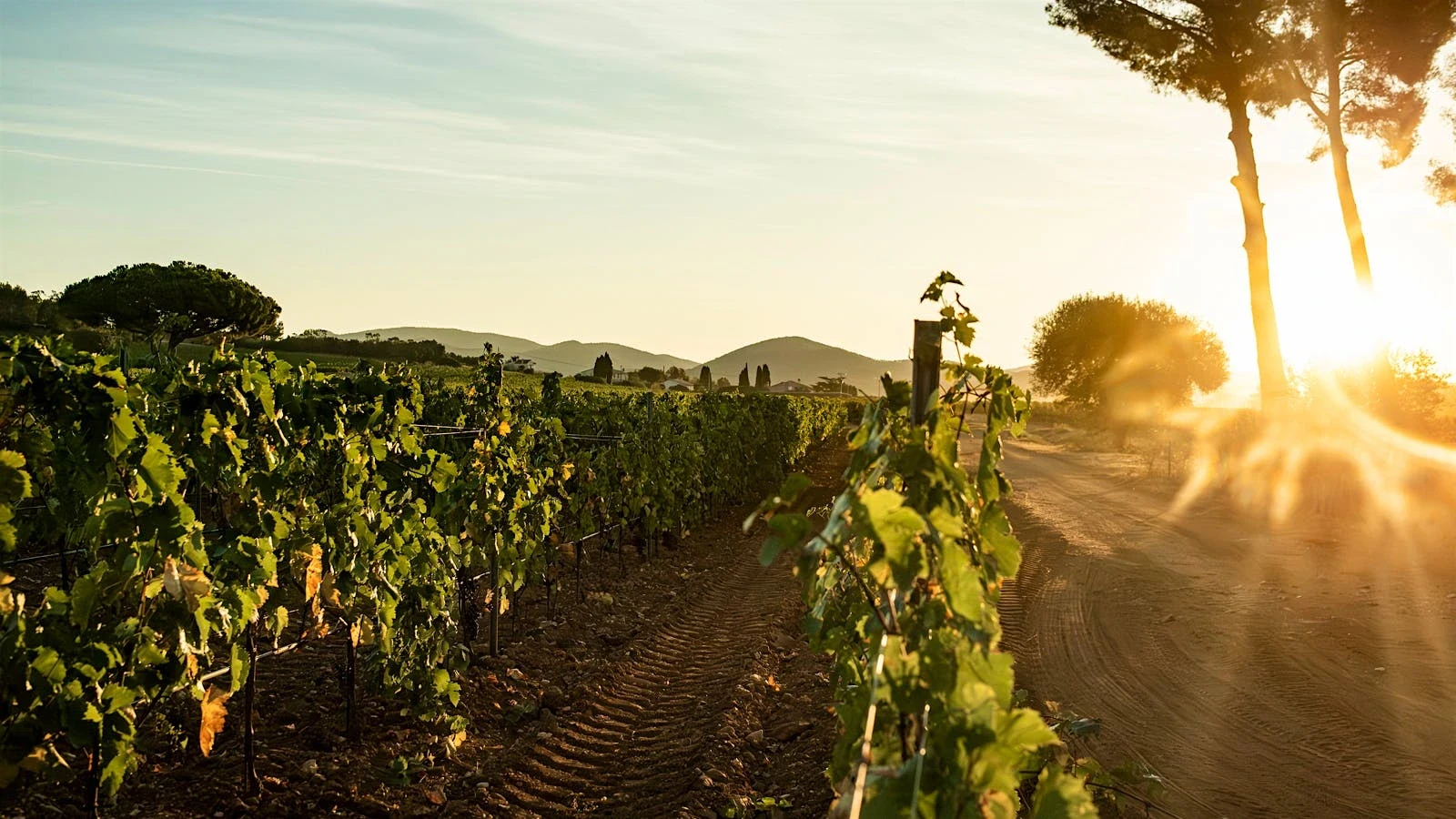 Château Sainte Marguerite Rosé: Five Decades of Massal Selection and Organic Viticulture