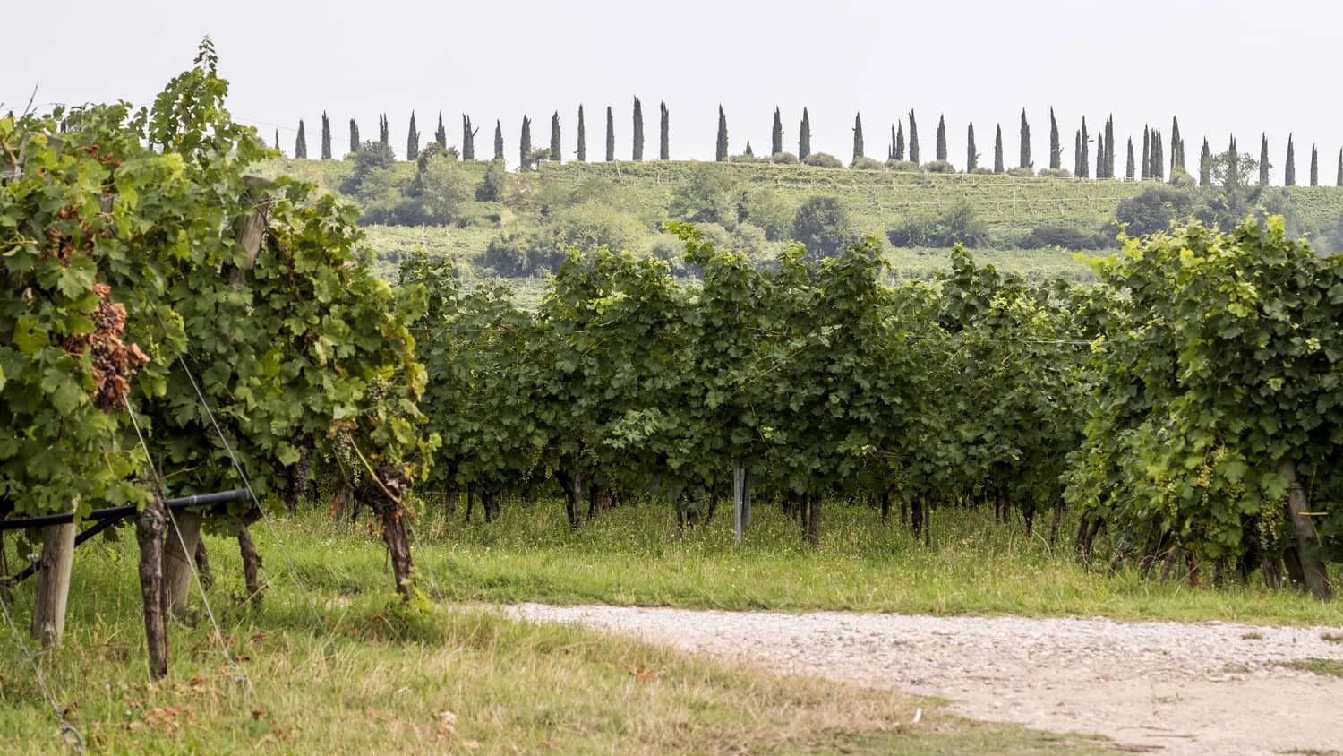 Bigagnoli