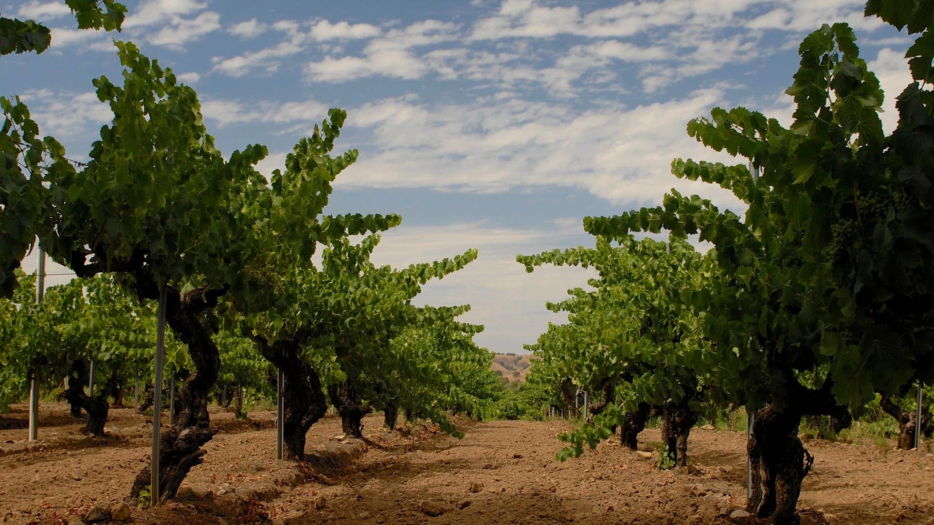 Horsepower Vineyards