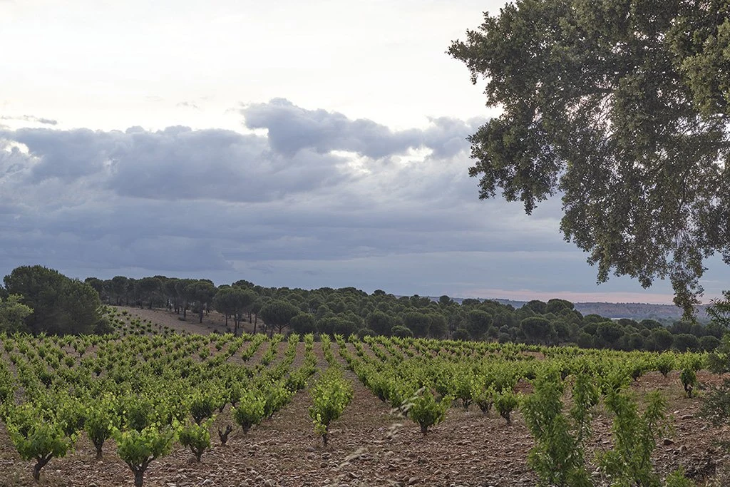 Finca Sobreño
