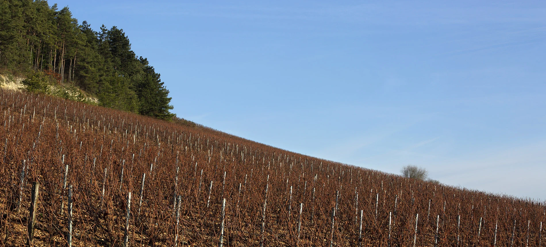 Champagne Marie-Courtin