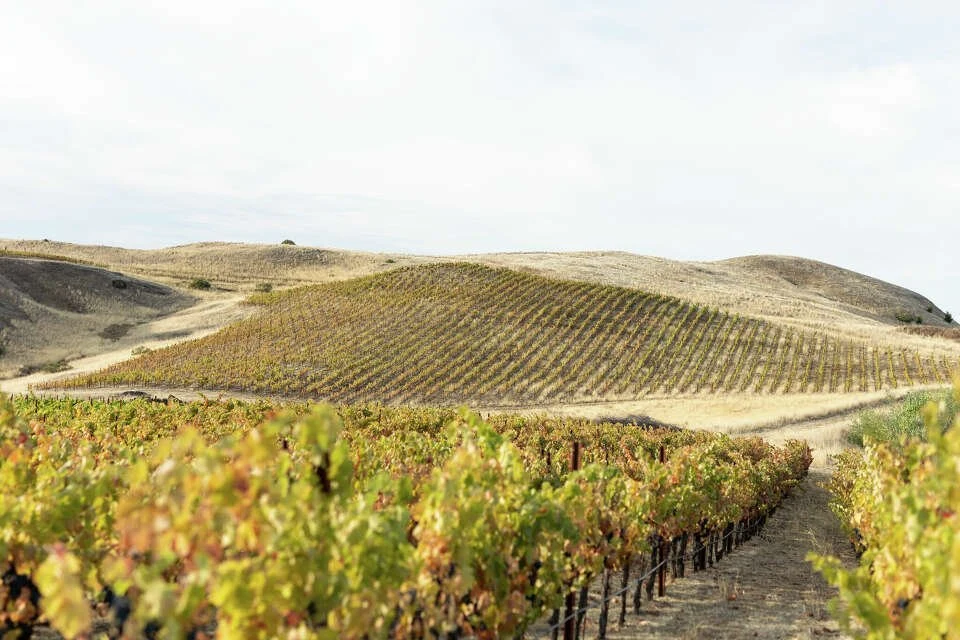 Halcón Vineyards