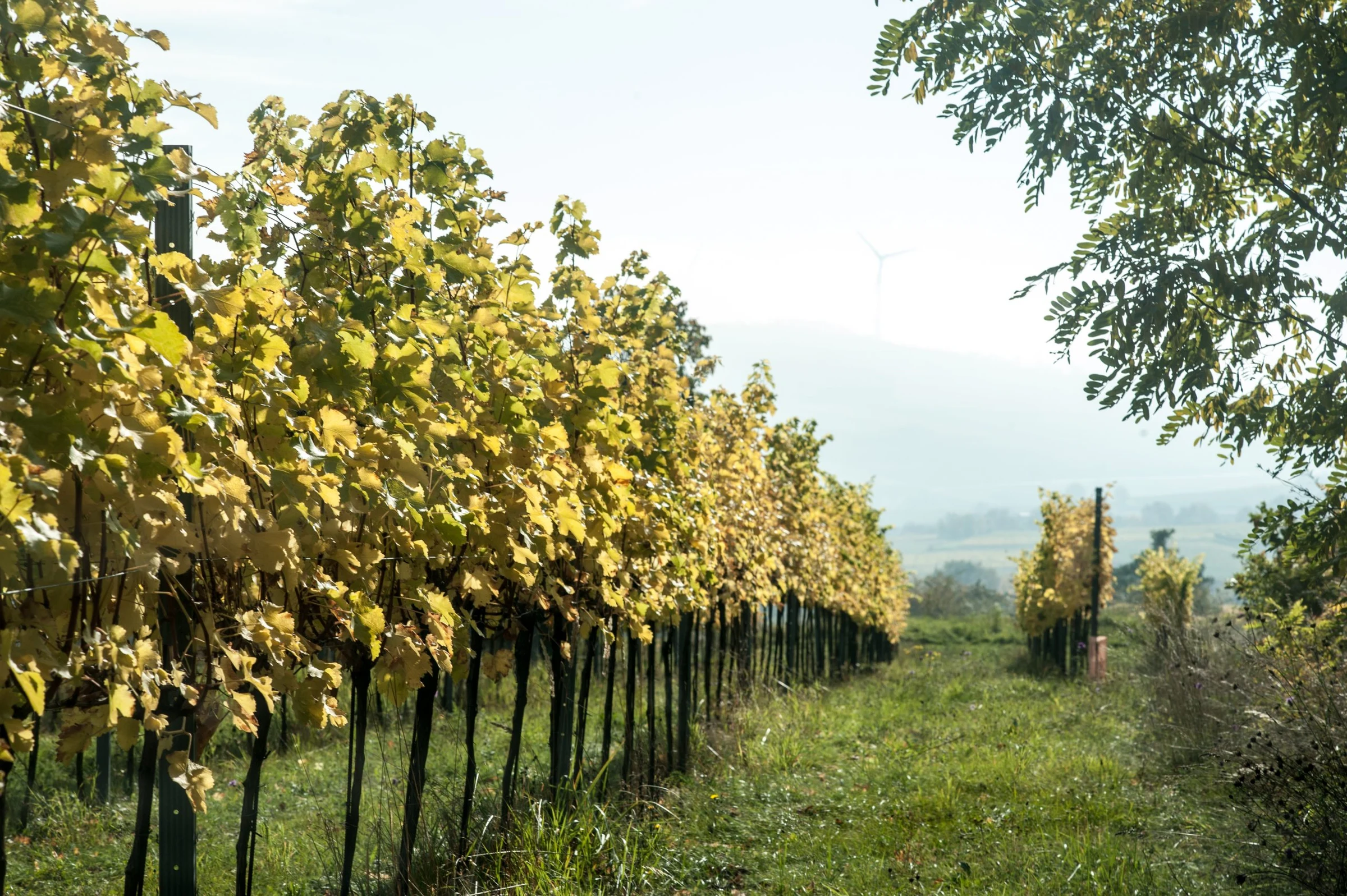 Weingut Ludwig Neumayer