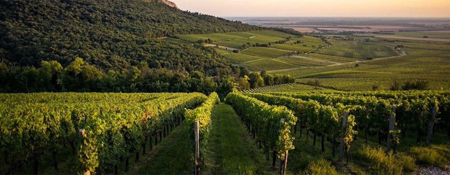 Vylyan Winery