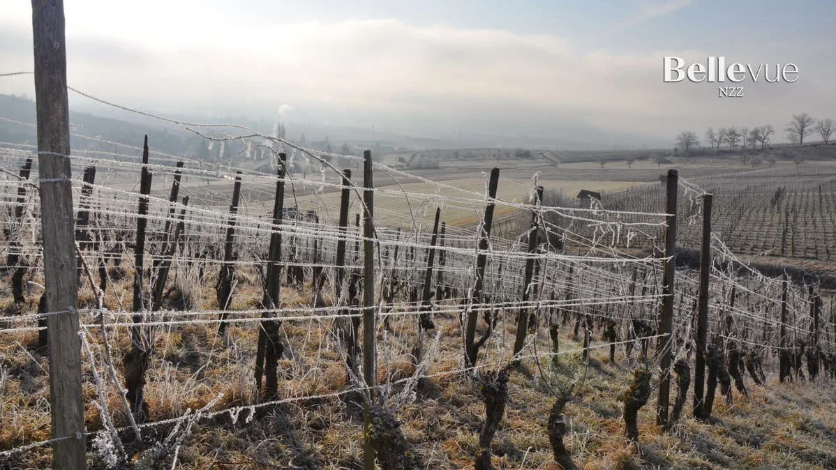 Baumann Weingut