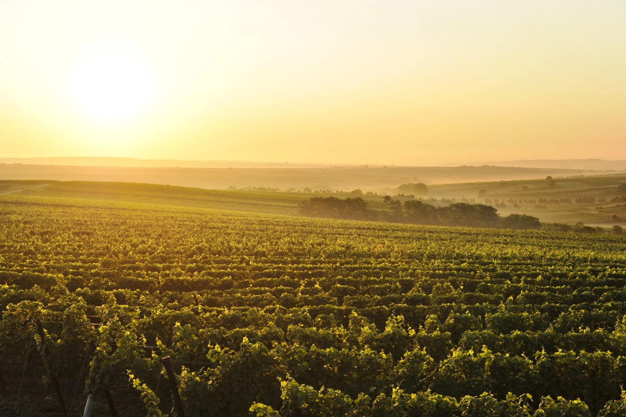 Weingut Frank