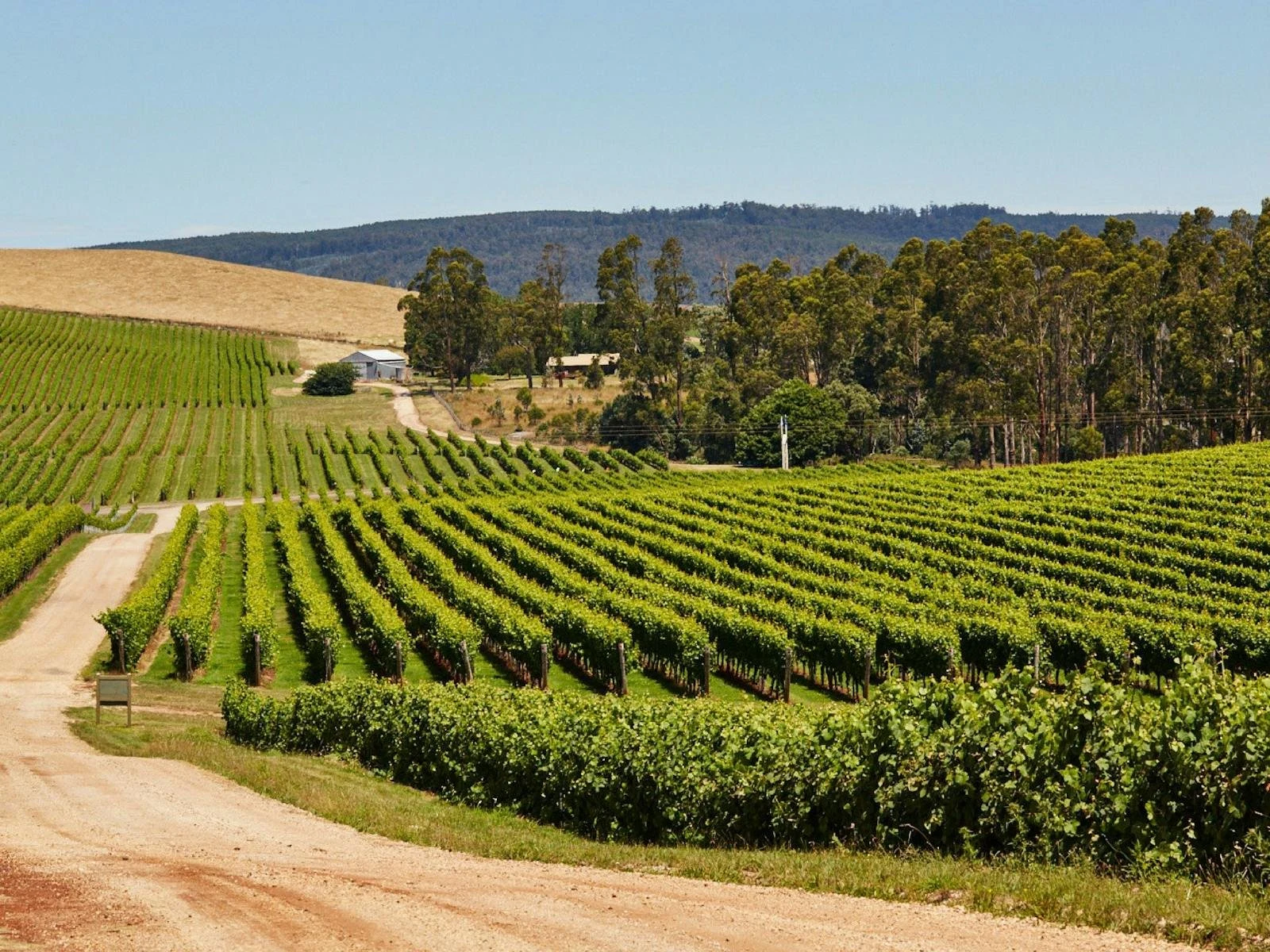 Pipers Brook Vineyard