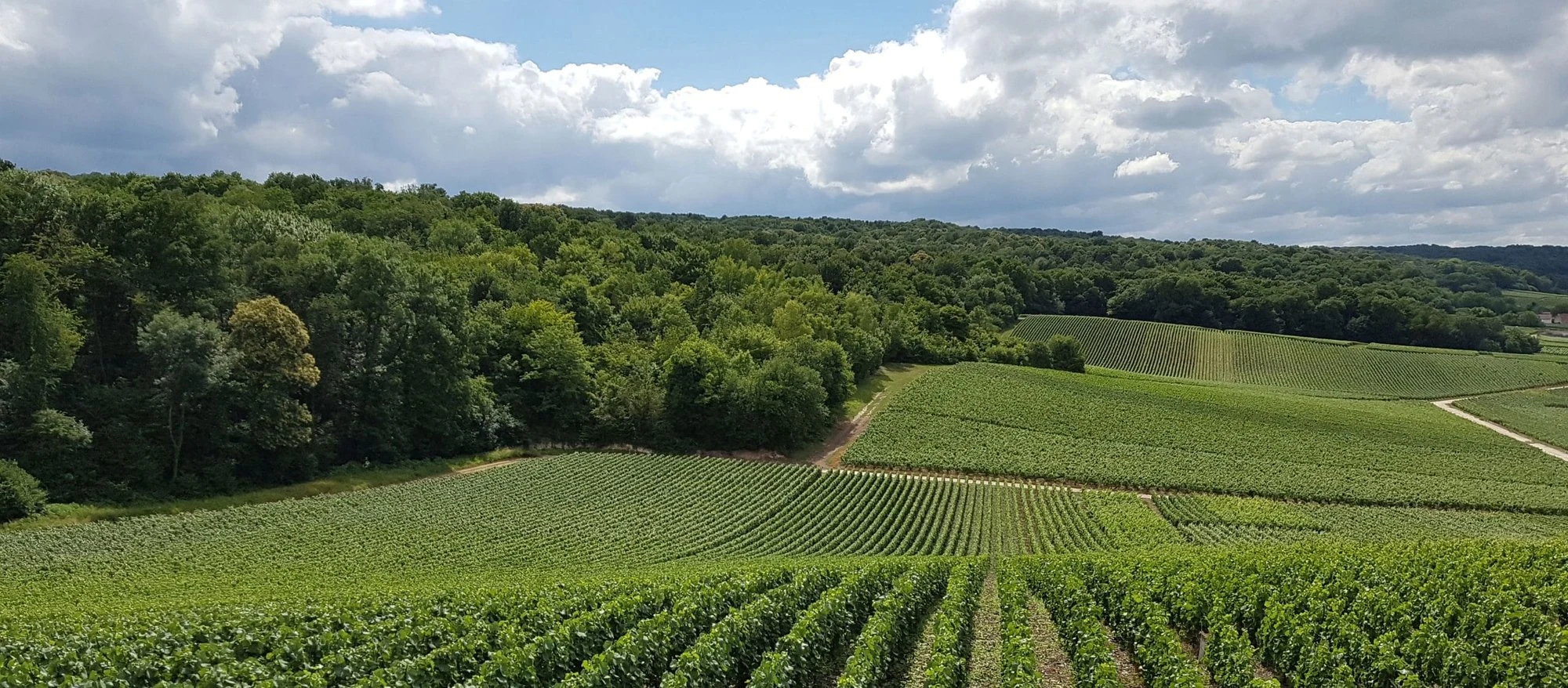 Champagne Forget-Brimont