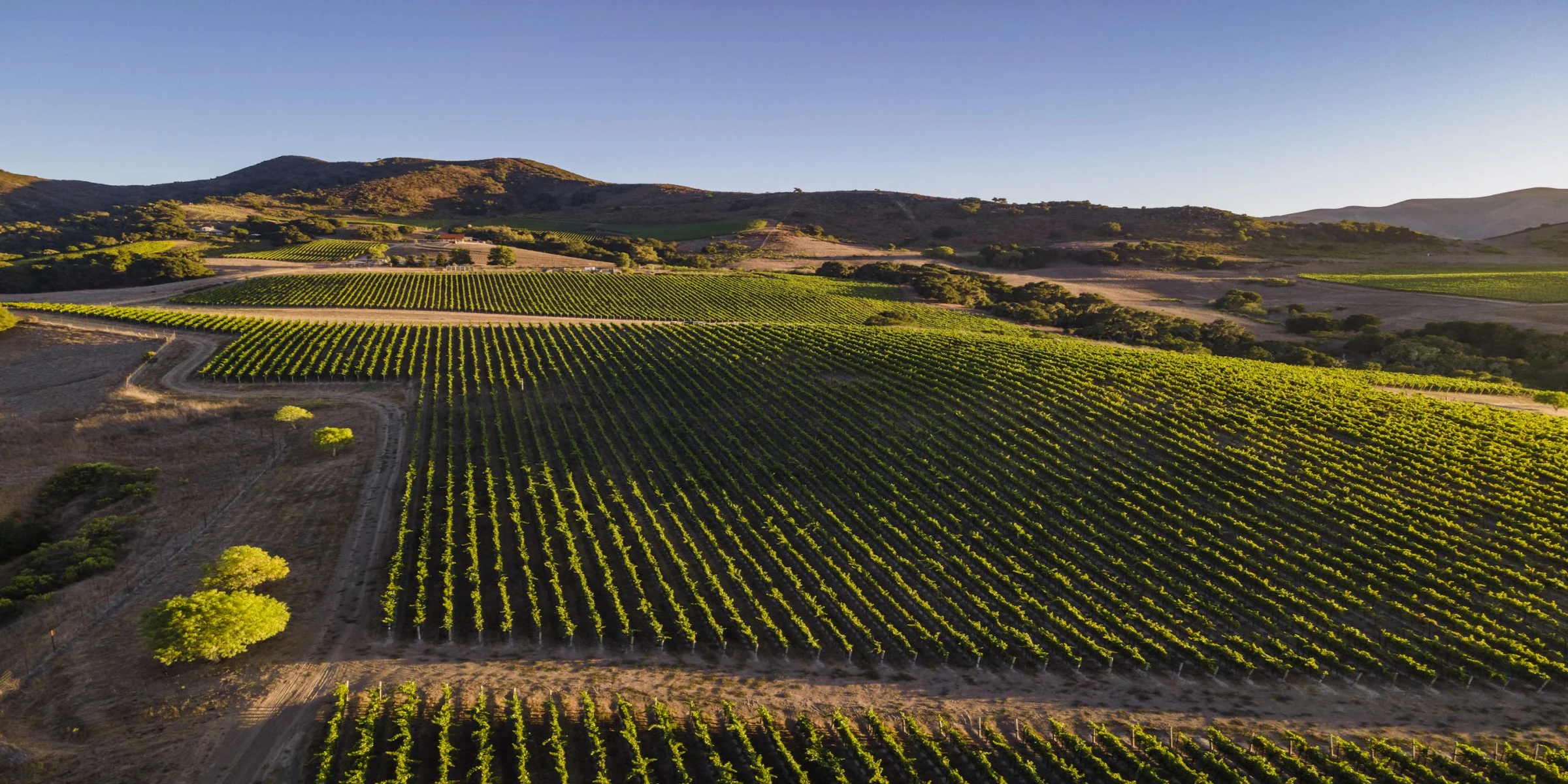 Gainey Vineyard