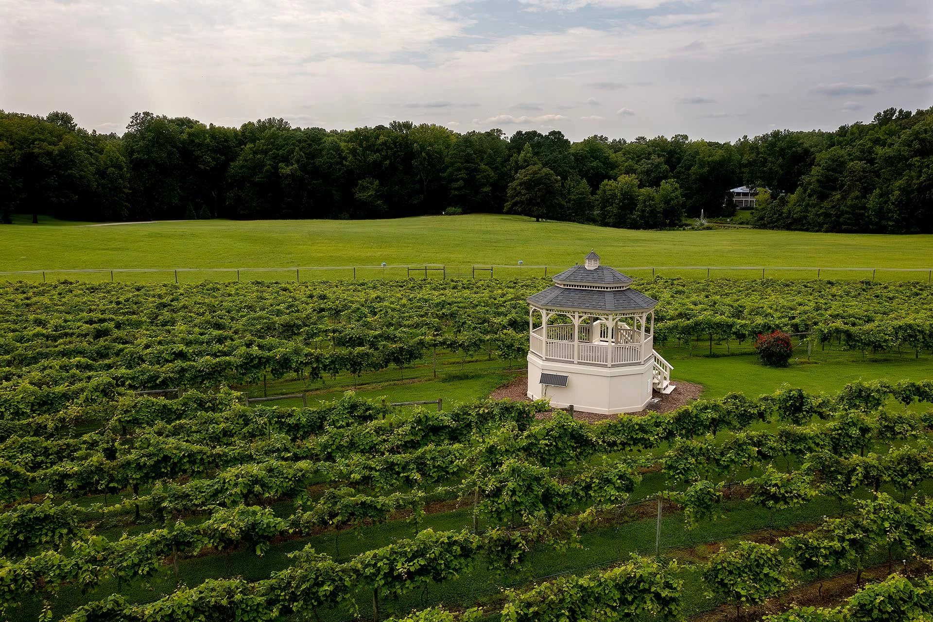 Gauthier Vineyard