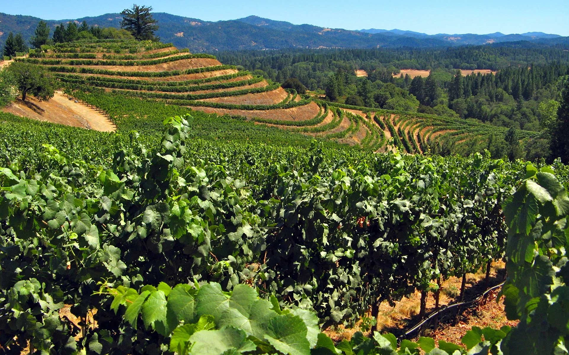 Alder Springs Vineyard
