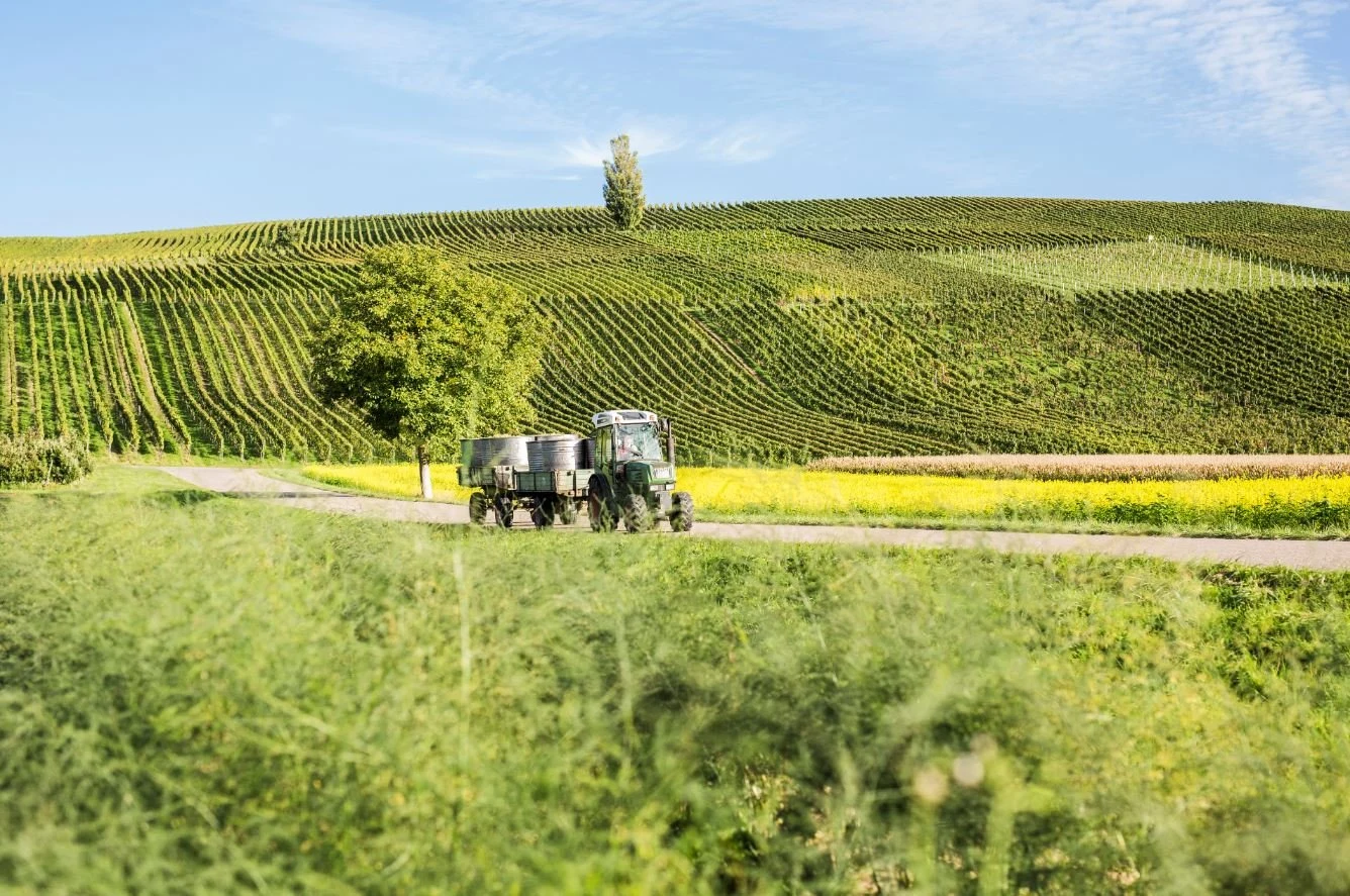Winzerkeller Auggener Schäf