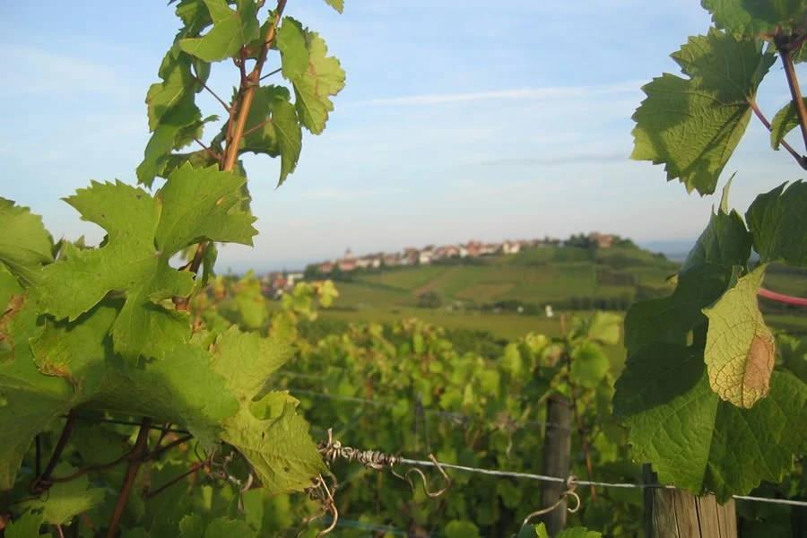 Domaine Dopff Au Moulin