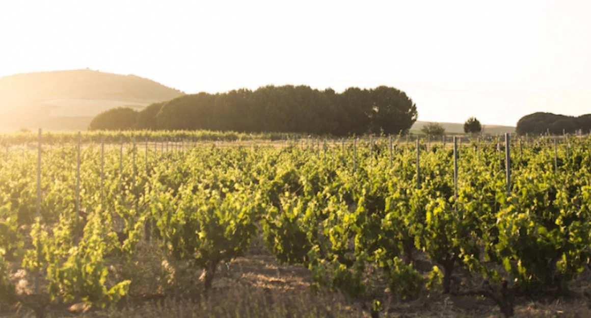 Vinedos Alonso del Yerro