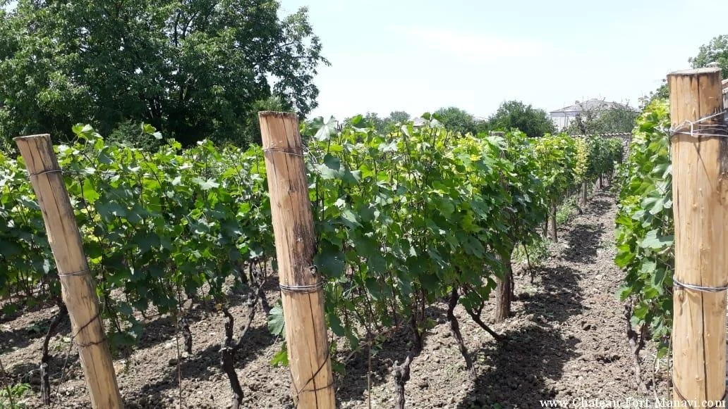 Burjanadze Wine Cellar