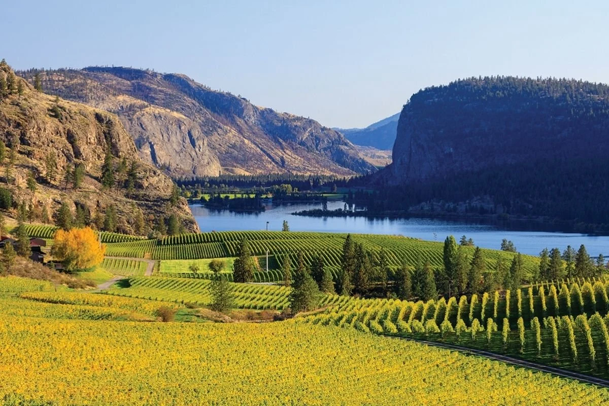 Blue Mountain Vineyard