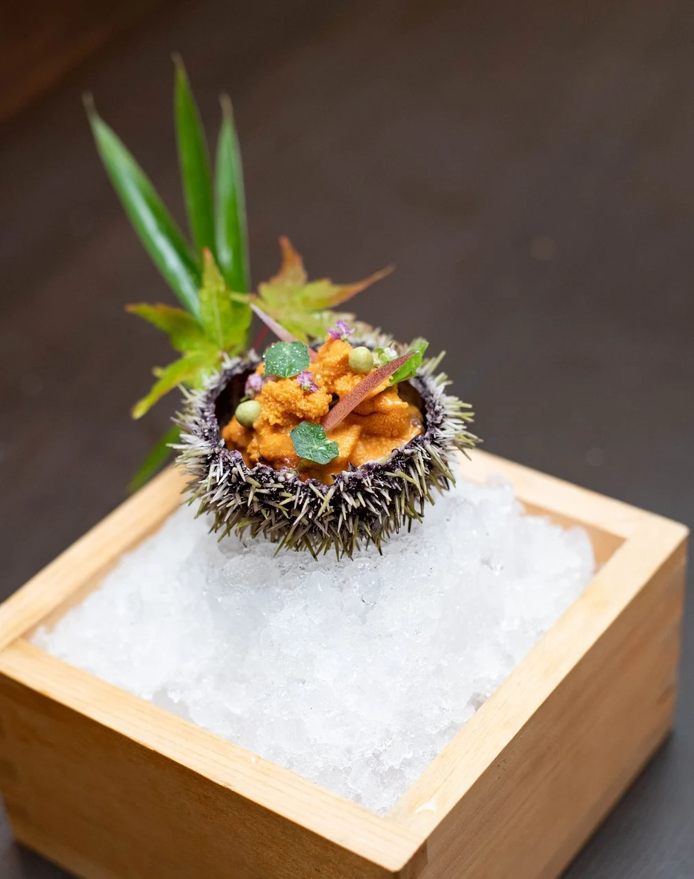 Urchin