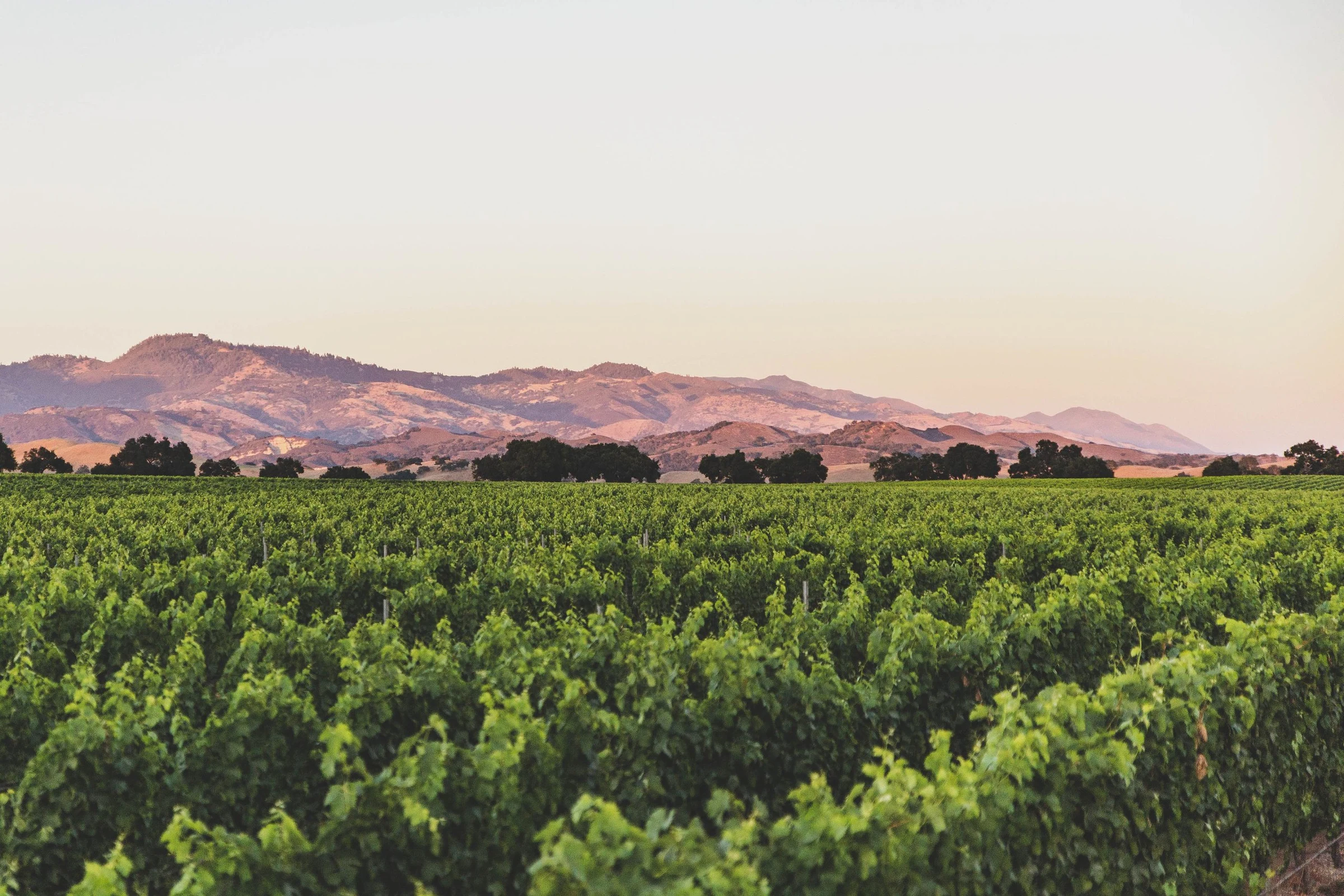 Andrew Murray Vineyards