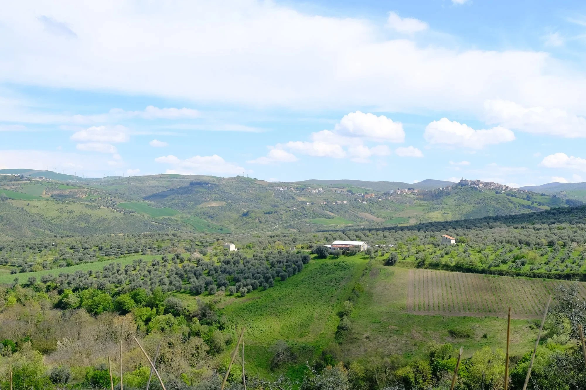 Basilisco