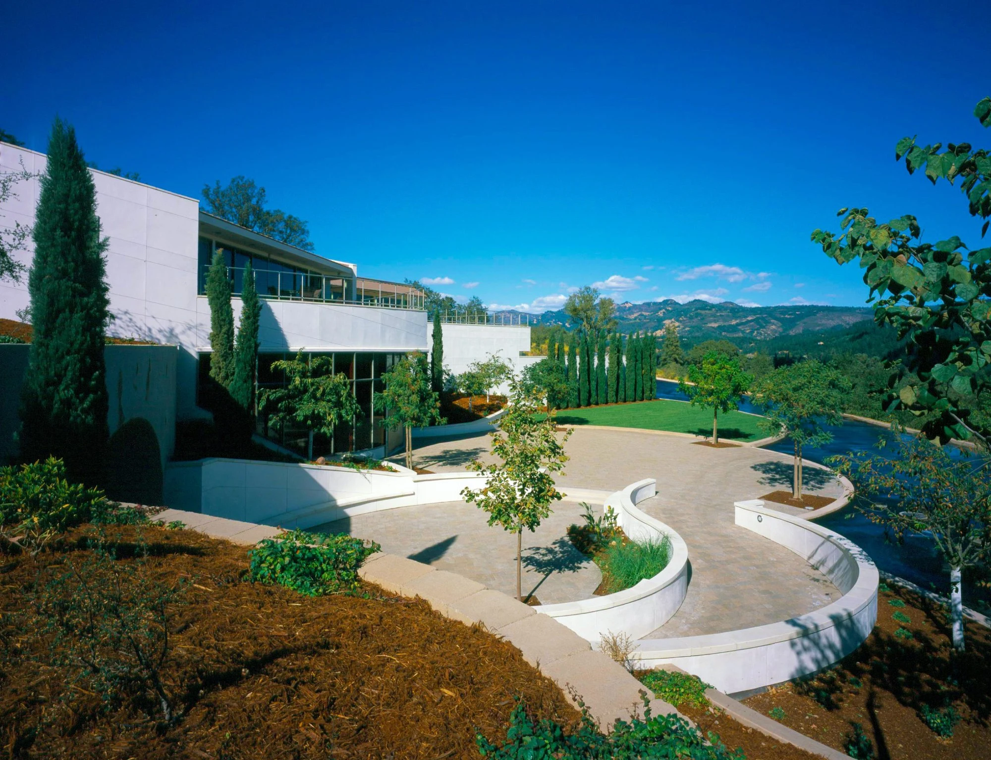 Vineyard 29