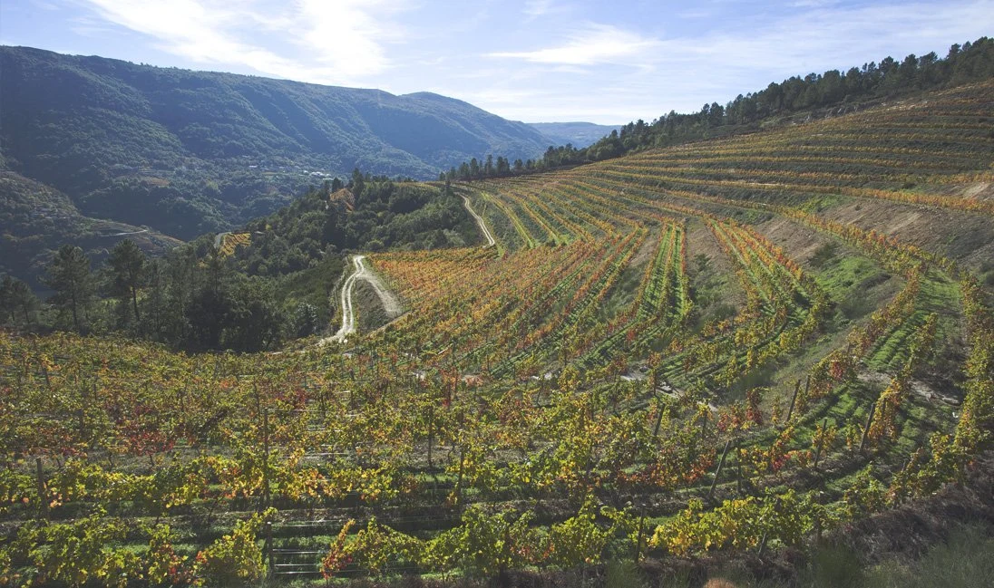 Bodegas Gallegas