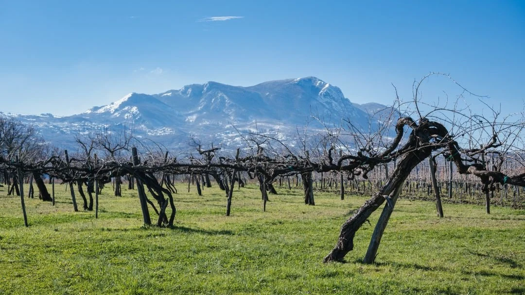 Azienda Agricola Maffini Luigi