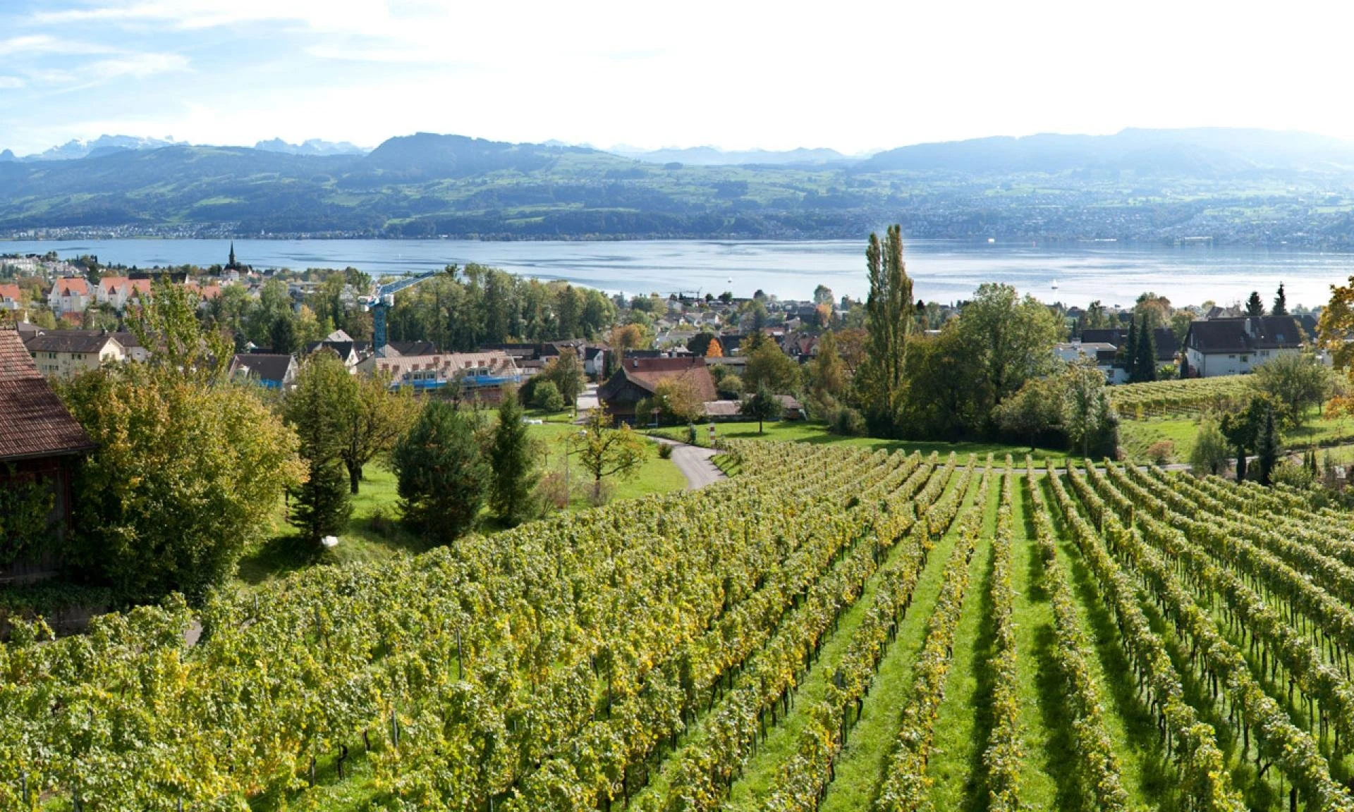 Bachmann Weingut am Zürichsee